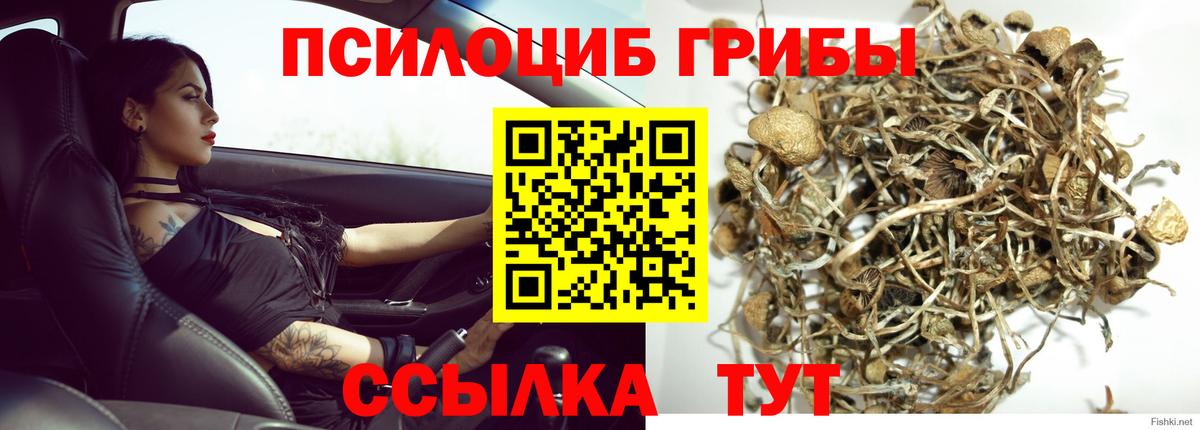 Псилоцибиновые грибы GOLDEN TEACHER Мытищи